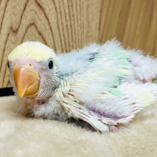 ふわふわ♡甘々♡わたあめちゃん♡コザクラインコ(ブルーチェリーパイド) ヒナ