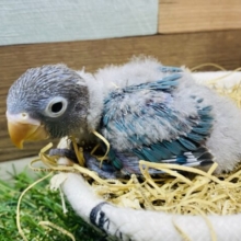 カメラ目線はちょっぴり恥ずかしいんです…素敵なブルーボタンインコ💙
