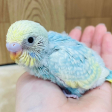 しゅわしゅわ弾ける🫧ソーダみたい♪セキセイインコ(パステルレインボースパングル) ヒナ