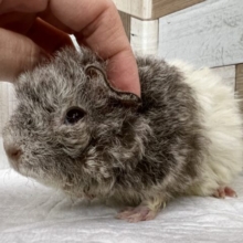 みんな嬉しい♥️モルフェア🐭
