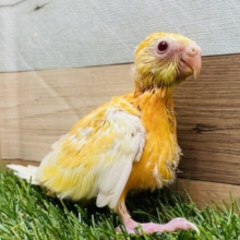 トロピカルなオレンジ色です🍊綺麗な美声を聴かせてくれるかな♪美声インコオレンジ❗️