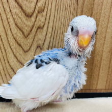 アヒルじゃないよ🪿ヒナちゃんだよ♡セキセイインコ(パイド) ヒナ
