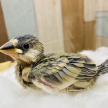 まん丸おめめでキュートな桜文鳥さんがやって来ました‼️