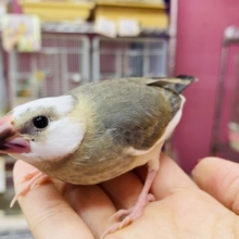 頭の白が多めのチャームポイント🎵よく馴れてくれそうな桜文鳥🌸