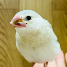 春の訪れ🌸柔らかいカラーに包まれて🫧色変わり文鳥 ヒナ
