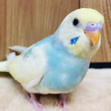 あたりをキョロキョロ👀クリームソーダ🩵セキセイインコ(パステルレインボーパイド) ヒナ
