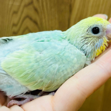ポップキャンディー🍬セキセイインコ(パステルカラーレインボー) ヒナ