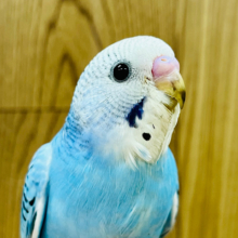 【最新画像更新🪄】猪突猛進！？アピール力なら負けませんっっ！セキセイインコ(オパーリン) ヒナ