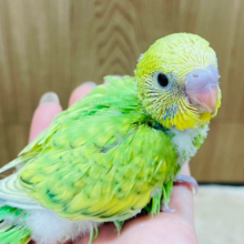 菜の花畑の妖精さん🧚‍♂️セキセイインコ(スパングル) ヒナ