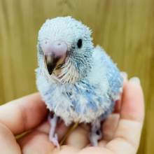 わくわく♪あっちもこっちも気になるなっ◎セキセイインコ(スパングル) ヒナ