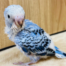 冒険だいすき！！！セキセイインコ(オパーリン) ヒナ