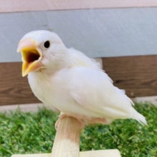 最新画像有り⭐️文鳥と言えば私でしょ〜🤍定番人気No.1👑白文鳥❗️