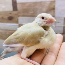 最新画像有り‼️ヒナだけどドスっと構えるよ〜🔥淡いカラーが人気なんです！シナモン文鳥🤎