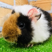 ふわクル♪3色カラーのテディモルモットちゃん♡