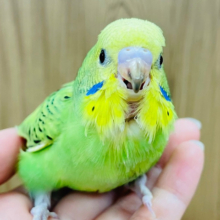 【最新画像更新🪄】うるうるおめめに胸きゅんっ♡♡セキセイインコ(オパーリン) ヒナ