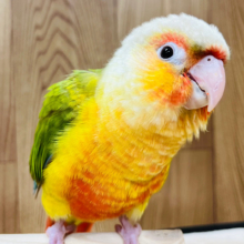 【最新画像・動画更新🪄】情熱的♡派手派手カラー🍍❤️ウロコインコ(レッドパイナップル) ヒナ