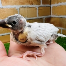 美しく変身するよ！シルバー文鳥の雛〜♡