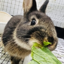 画像更新☆上目遣いでイチコロ❤ネザーランドドワーフラビット（ブラックオター）❤