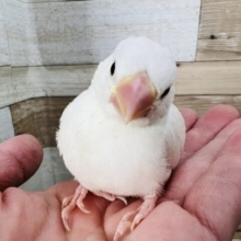 夢いっぱい♡きらきら白文鳥の雛〜♡