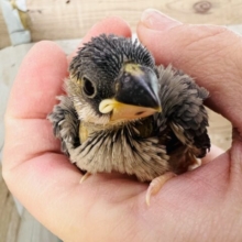 動画あり☆　ちびっこ♡差し色ありの桜文鳥の雛☆