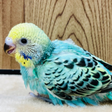 トロピカル🍹な気分‪☆セキセイインコ(エメラルドグリーンオパーリン) ヒナ