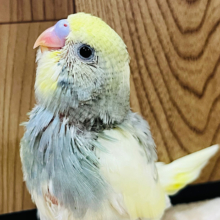 オイラも大きくなれるかなっ♪セキセイインコ(パイド) ヒナ