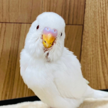 食いしん坊♡ヒナ鳴きがとまらない♡セキセイインコ(アルビノ) ヒナ