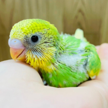 上目遣いにメロメロ♡セキセイインコ(スパングルパイド) ヒナ
