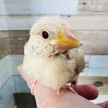 きれーいなベージュでおしとやか？シナモン文鳥☆