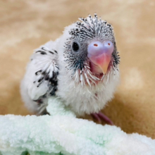 ベイビーフェイスのごま塩たん🍼♡セキセイインコ(ハルクイン) ヒナ