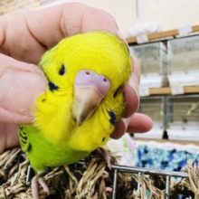 愛嬌たっぷり♡セキセイインコ（グリーンオパーリン）