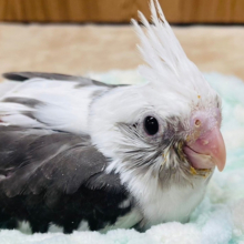 悩殺っっっ‪☆‪☆ベイビーフェイスにメロメロ♡オカメインコ(ホワイトフェイスパイド) ヒナ
