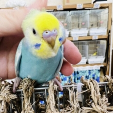 画像更新☆頭黄色💛セキセイインコのヒナ(パステルレインボー)入荷しました❤