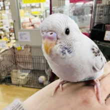 慣れてきたよ♡白ハルクインのセキセイインコ☆