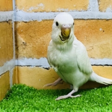 黒目なの♡ダブルファクターのセキセイインコ☆
