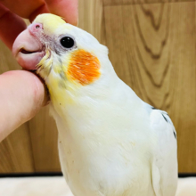 【最新画像更新🪄】白多め◎うるうるおめめのかわい子ちゃん♡♡オカメインコ(パイド) ヒナ