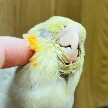 【最新画像更新🪄】おっとり♪柔らかいカラーが癒されます🫧オカメインコ(シナモン) ヒナ