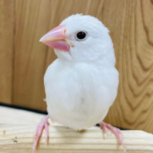 【最新画像更新🪄】似たものコンビの登場です‪☆白文鳥 ヒナ