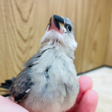【最新画像更新🪄】オイラ食いしん坊！！たくさん食べるゾ‪☆桜文鳥 ヒナ