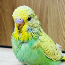 【最新画像更新🪄】元気モリモリ！！大きくなるんだっ！ジャンボセキセイインコ(スパングル) ヒナ
