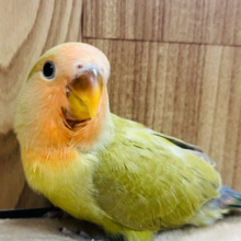 【最新画像更新🪄】ほわほわ🍵抹茶ラテ💚コザクラインコ(シナモン) ヒナ