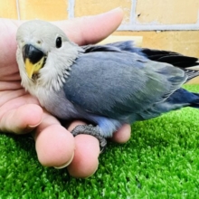 画像更新☆淡い色が綺麗💙コザクラインコのヒナ(バイオレット)入荷しました❤