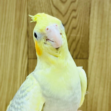 【最新画像更新🪄】ぱやぱやのわた毛におしゃれ模様✨オカメインコ(シナモンパールパイド) ヒナ