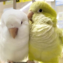 3月も開催致します～🎎 オキナインコフェアー🎉🎉🎉