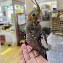 画像更新☆ピキーン！気合い満々！オカメインコ（ノーマル）の雛☆