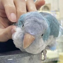 最新画像あり！ベタナレおっとりさん！！オキナインコ（ブルー）