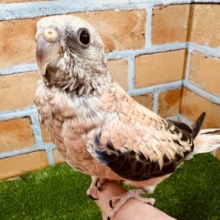 画像更新☆ピンク色の可愛い鳥さん✨アキクサインコ(ローズ)❤