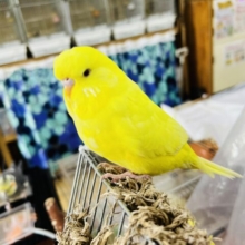 画像更新☆！ジャンボセキセイインコ（ルチノー）