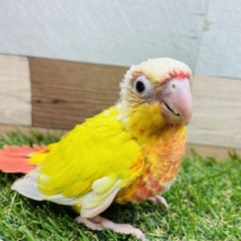 明るいボディーが輝いてますっ✨ウロコインコのサンチーク！！