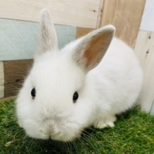 ⚪️最新画像あります⚪️白くてふわふわ🤍可愛すぎて危険⚠️なネザーランドドワーフ❤️